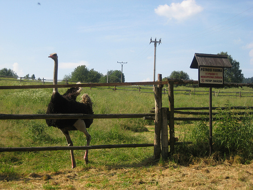 ostrich