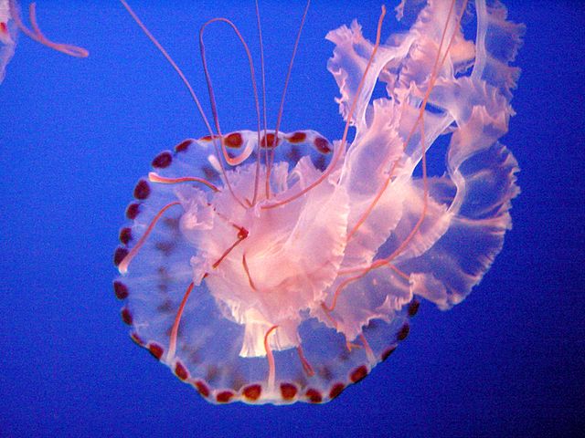 sea nettle