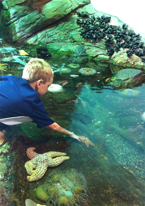 max touches sea star